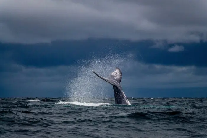 whaling in cyber security whaling in cyber security