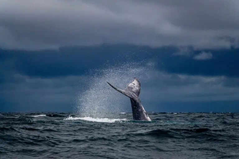 la chasse à la baleine dans le domaine de la cybersécurité