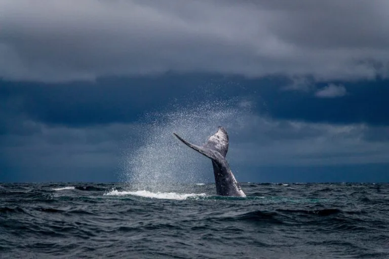 Whaling Phishing: O que é whaling em cibersegurança?