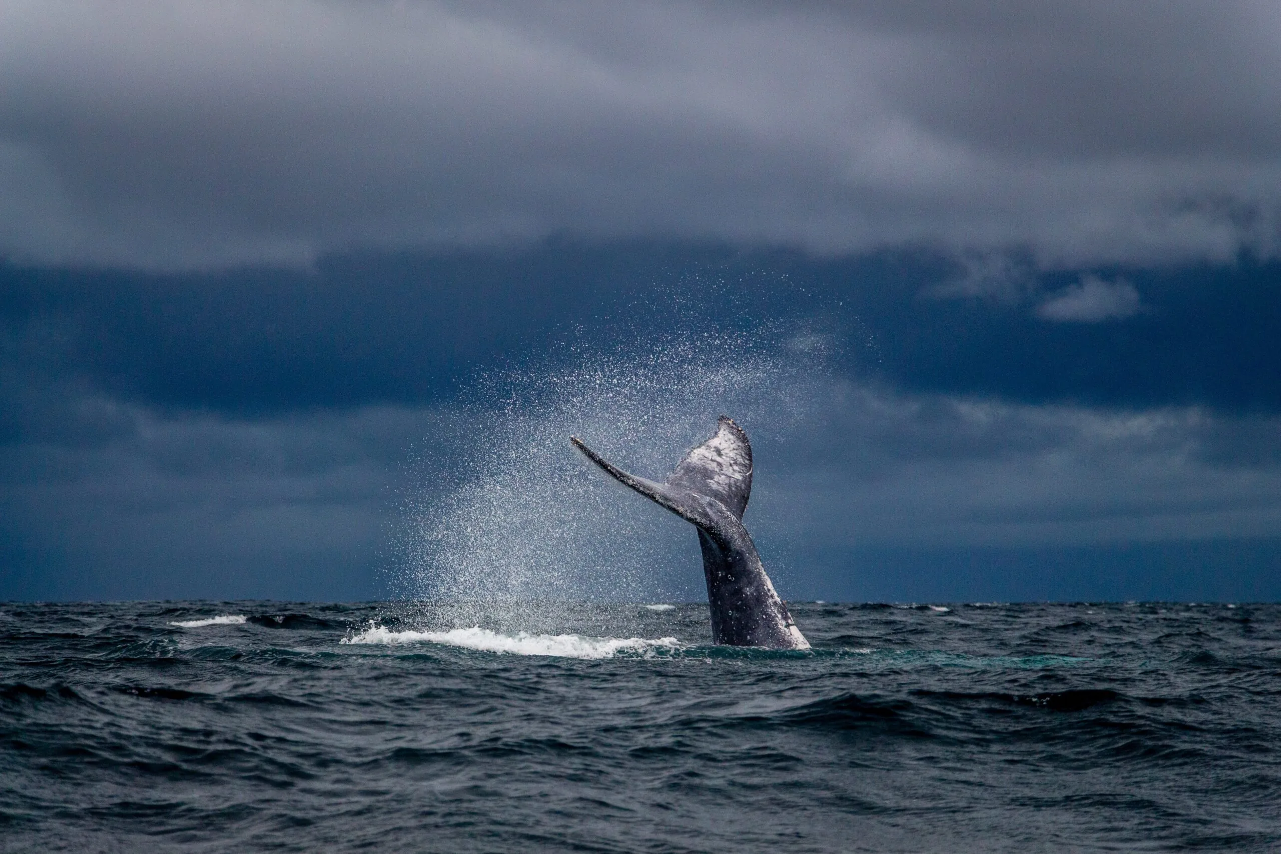 Whaling Phishing: ¿qué es el whaling en ciberseguridad?